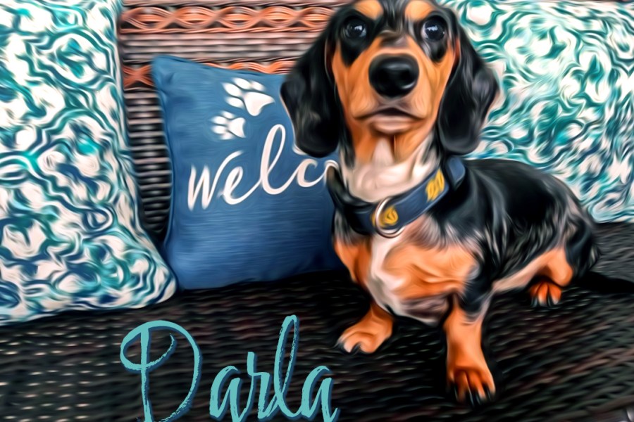 Digital Pet Portrait - Michigan Rockin' Dachshunds